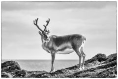 Lapland-1-scaled