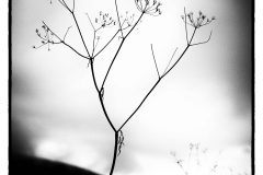 Lapland-4-scaled